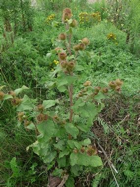 Burdock: Pictures, Flowers, Leaves & Identification | Arctium Spp.