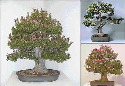 Buy Crape Myrtle Seeds Online - Rarexoticseeds