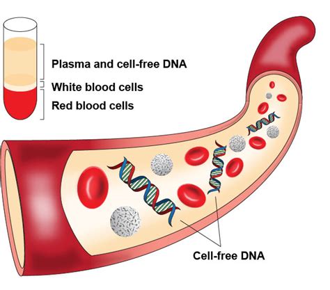 Cell Free DNA (cfDNA) | Current Affairs