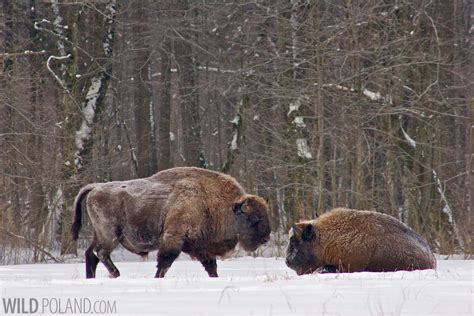 Winter Bison Safari & Wolf Tracking | Wild Poland