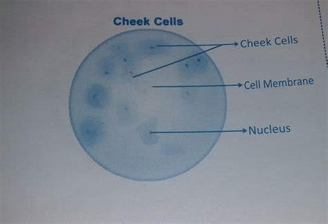 Aim : To prepare stained temporary mounts of human cheek cell and to record the observations ...