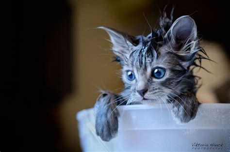 kitten having a flea bath at the SPCA