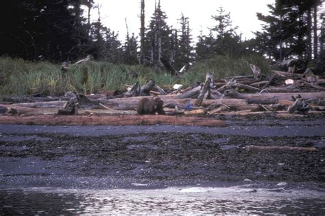 Free picture: brown bear, Afognak, island, beach