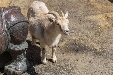 Goat at Moscow zoo - Creative Commons Bilder
