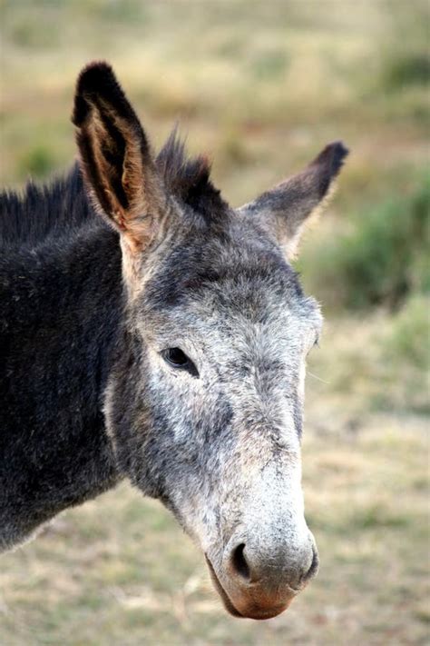 Old Donkey stock photo. Image of angle, tree, head, wide - 948614