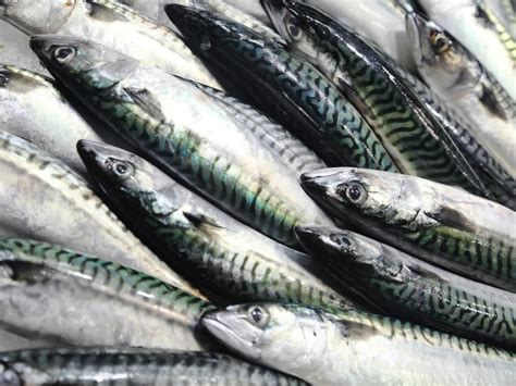 British mackerel has sustainable status stripped after years of ...