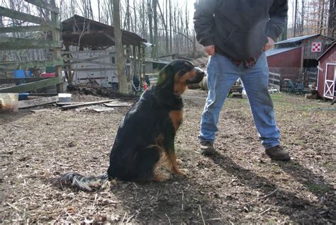 Training the Family Farm Dog - Timber Creek Farm