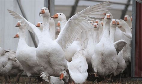 Christmas dinner goose shortage after another bird flu outbreak kills thousands | UK | News ...