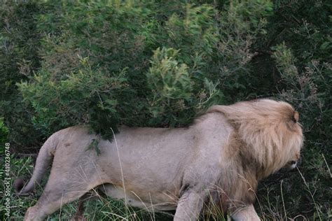 Lion prowling around in the bushes Stock Photo | Adobe Stock