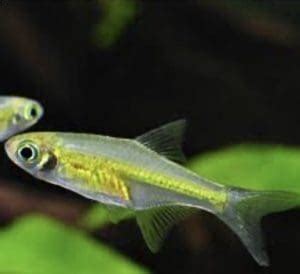 Microdevario kubotai – Rasbora kubotai for sale in Thailand – Maipenrai ...