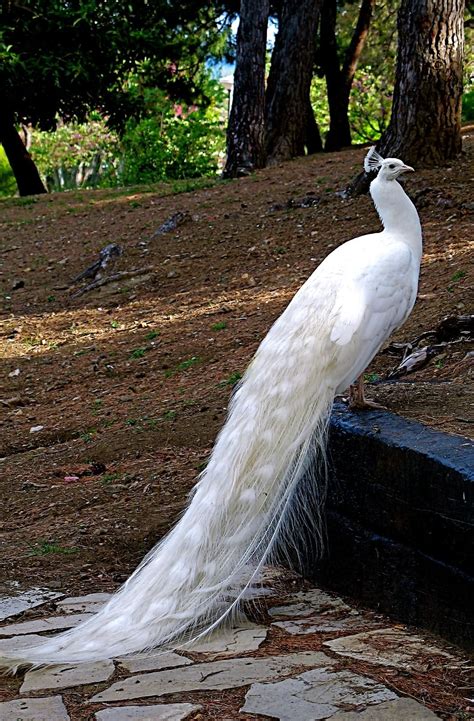 albino peacocks - Google Search | Peacock Passion | Pinterest | Animals ...