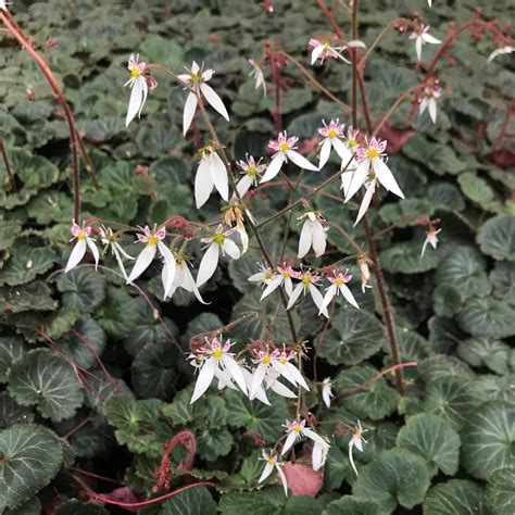 Saxifraga stolonifera - Strawberry Geranium (4.5" Pot) | Little Prince ...