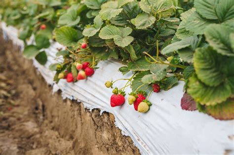 2022 Guide Through Popular Strawberry Season In California