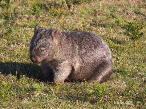 What’s Lurking In Your Backyard? – #32 Common Wombat – Habitat Ecology