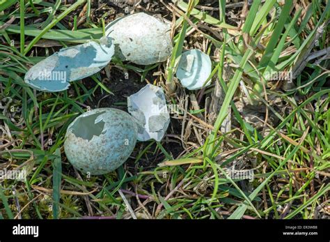 Magpie egg hi-res stock photography and images - Alamy