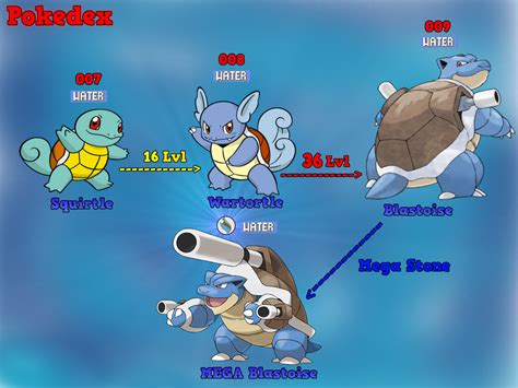 Tree of Evolution: Squirtle by MawileXY on DeviantArt