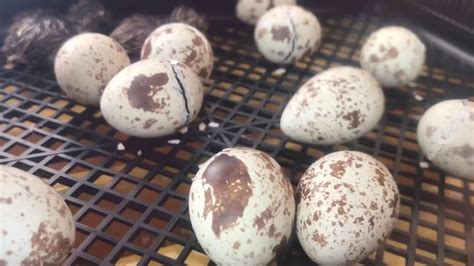 California Valley Quail Chicks Hatching - YouTube