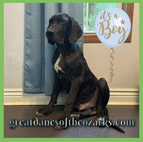 AKC Full European Black Male Great Dane - Great Dane Puppies for Sale ...