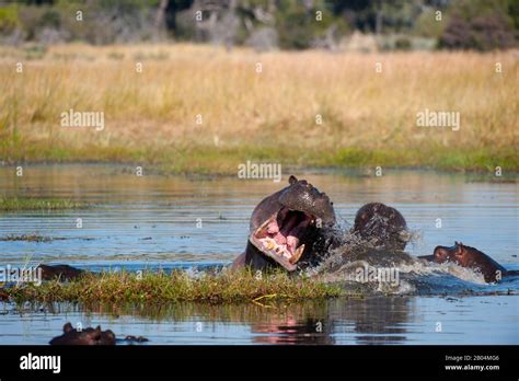 Hippopotamus (Hippopotamus amphibius) mating in river near Chitabe in ...