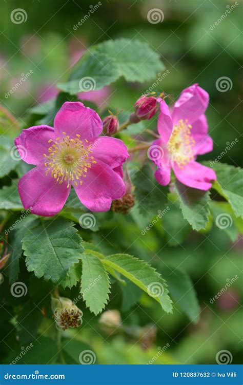 Alpine rose stock photo. Image of flower, blooming, pink - 120837632