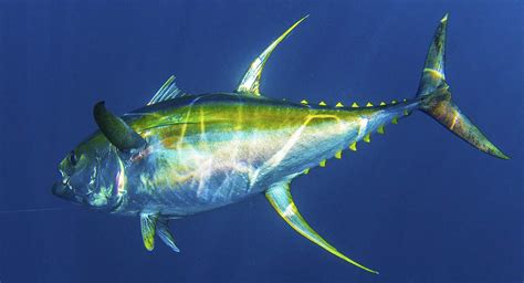 YellowFin Tuna - Punta Cana Fishing Charters