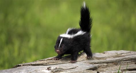 The Life of a Baby Skunk