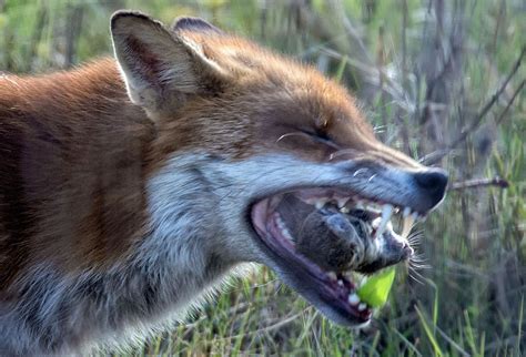 Red Fox Behaviour - Introduction | Wildlife Online