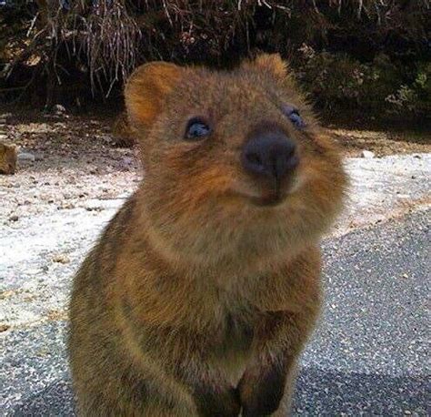 Quokka | Cute animals, Happy animals, Smiling animals