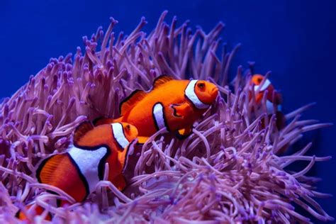 15 Most Popular Types of Clownfish (Pictures & Fun Facts)