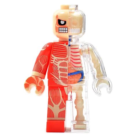 4D master vision MUSCLE Brick Man funny ANATOMY MODEL medical Jason ...