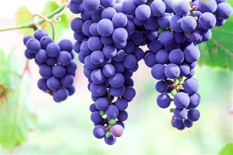 All About Purple Grapes - Minneopa Orchards