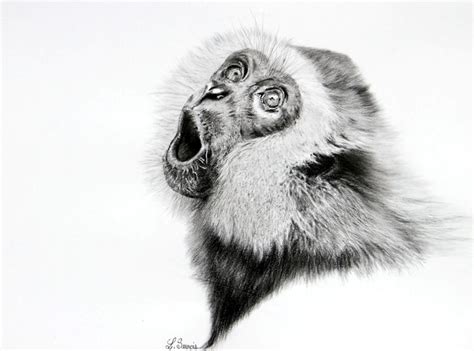 Drawing of gibbon by Laurence Saunois, Animal Artist