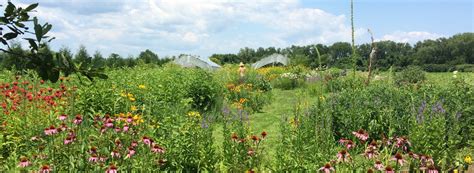 Pollinator Seeds & Plants – That's A Plenty Farm