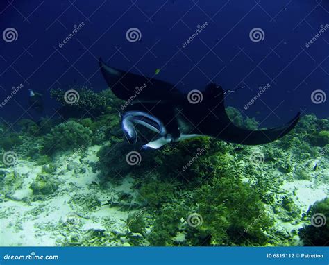 Manta Ray stock photo. Image of blue, nature, pelagic - 6819112