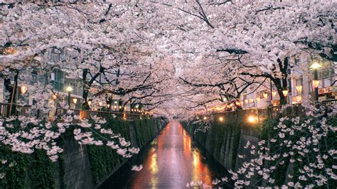 How to See Japan's Cherry Blossoms in 2019 | Condé Nast Traveler