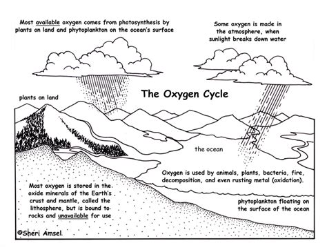 Blank Carbon Cycle Diagram