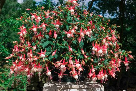 How To Care For The Fuchsia Plant