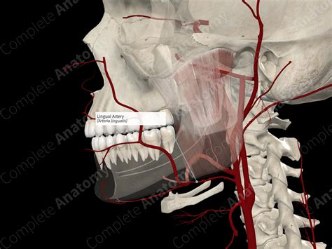 Lingual Artery | Complete Anatomy