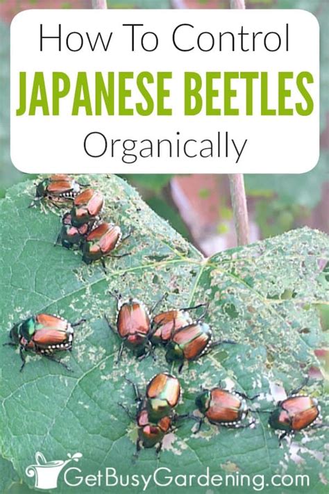 How To Control Japanese Beetles Organically - Get Busy Gardening