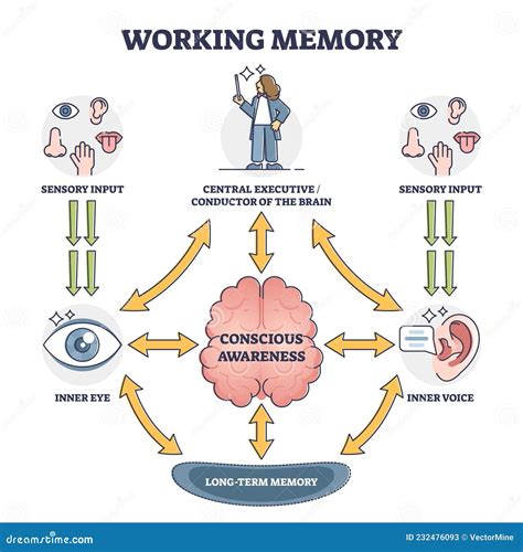 Working Memory and Conscious Awareness, Outline Diagram Vector ...