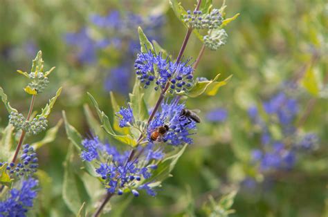 How to Grow and Care for Blue Beard (Blue Mist) Plants