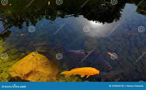 Kohaku gold koi fish stock image. Image of gold, aquarium - 239664135