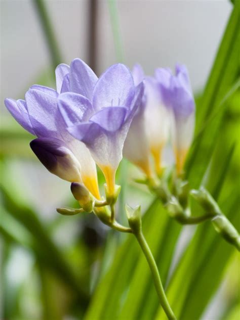 Gathering Seeds From Freesia: Harvesting Freesia Seed Pods For Planting