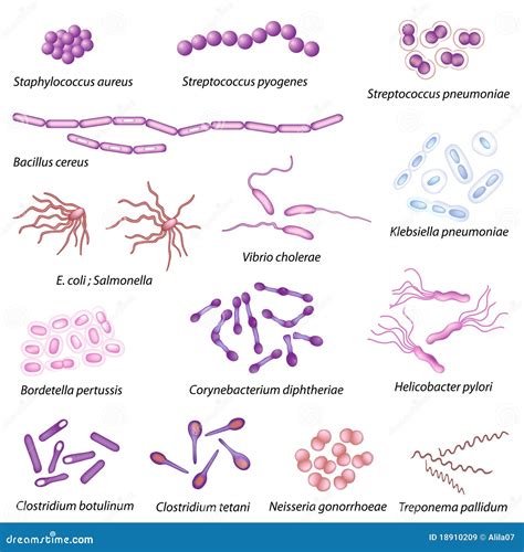 Common Bacteria Infecting Human Stock Vector - Illustration of digestive, cocci: 18910209