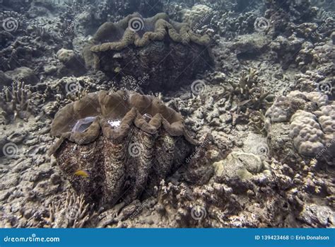 Giant Sea Clams on a Coral Reef in Palau Stock Photo - Image of pattern ...