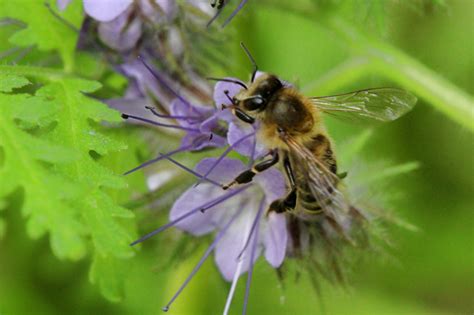 Honey-bee-foraging - Honey Bee Suite