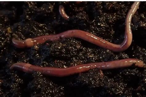 African Nightcrawlers: All You Need to Know - WormsKillWaste