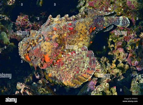 Reef stonefish or real stonefish (Synanceia verrucosa), the world's ...