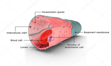 What Is A Capillary