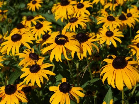 Rudbeckia | Home & Garden Information Center